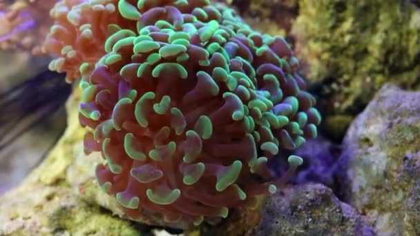 Waving tentacles of anemone at aquarium — Stock Video