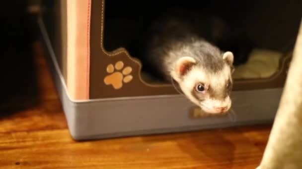 Ferret komt uit huisje in huis — Stockvideo