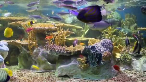 Тропические рыбы плавают среди кораллов в аквариуме — стоковое видео