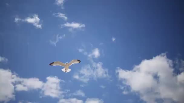 Gaviotas vuelan en el cielo azul puro — Vídeo de stock