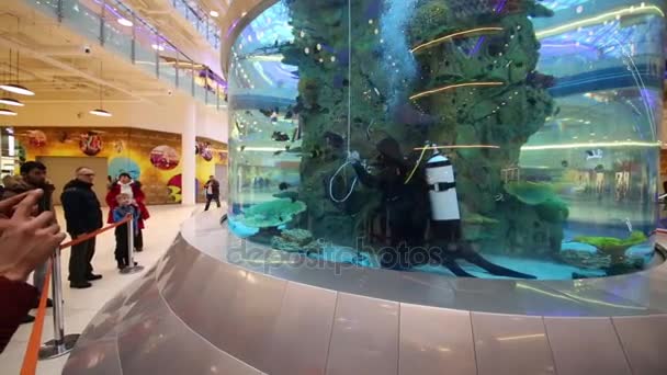 People looking at diver on bottom of aquarium — Stock Video