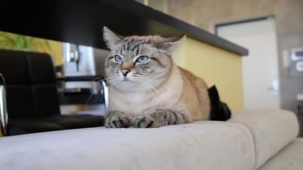 Gato enojado se encuentra en sofá espalda — Vídeos de Stock