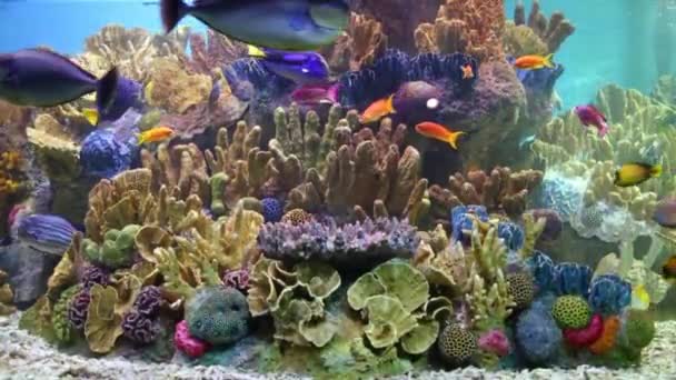 Heldere vissen zwemmen onder koralen in het aquarium — Stockvideo