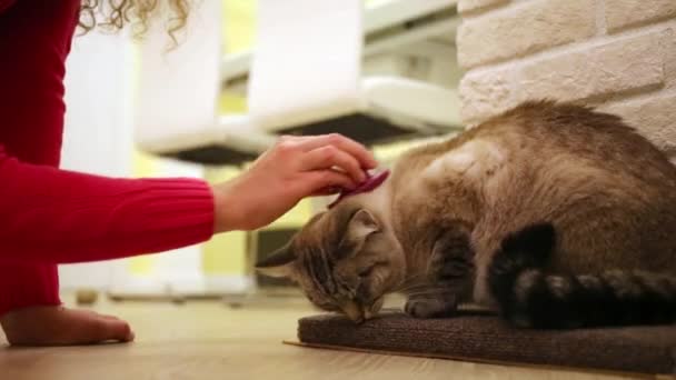 Mujer acariciando cabeza de gato — Vídeos de Stock