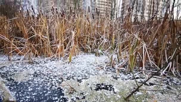 Pantano congelado y edificios altos en invierno — Vídeos de Stock