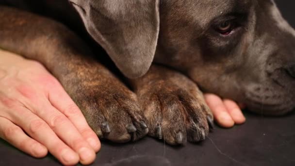 Собака, лежащая на руках хозяина — стоковое видео