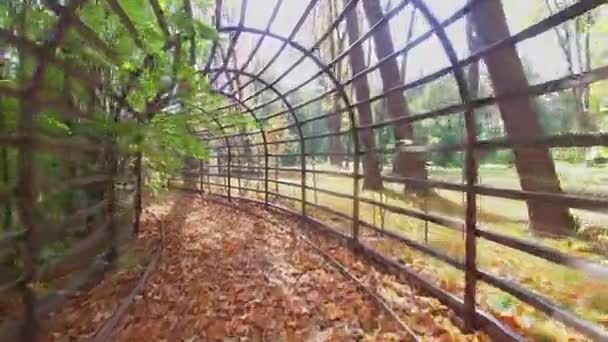 Túnel entre plantas no jardim público Ostankino — Vídeo de Stock