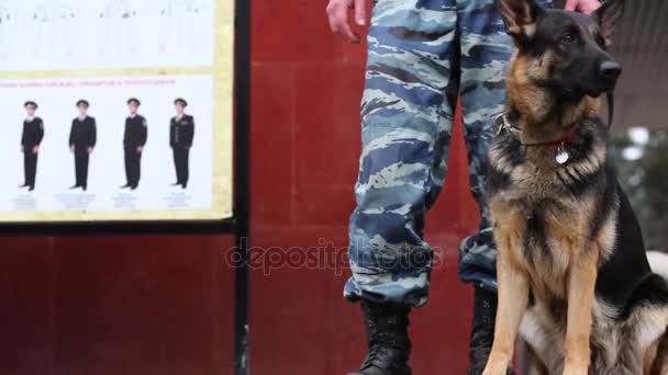 Beine von Polizist mit Schäferhund — Stockvideo