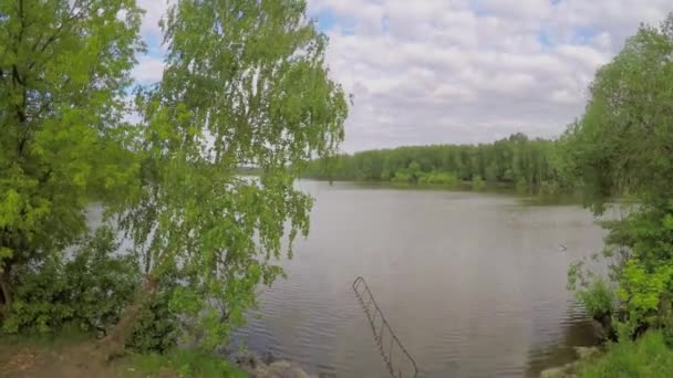 Jezioro z roślinami na brzegu — Wideo stockowe