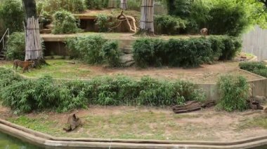 büyük kuş kafesi Hayvanat Bahçesi'nde yürüyüş vahşi kaplanlar