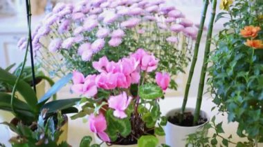 ev Çiçek saksıları mutfak masasında üzerinde