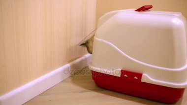 çöp kutusunu bırakarak kedi kaplı