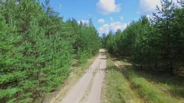 Bosque con camino arenoso — Vídeo de stock