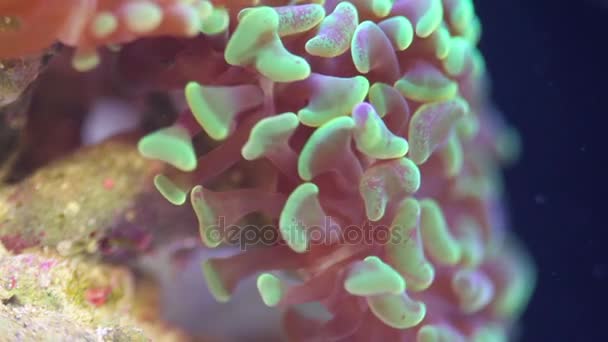 Waving tentacles of polyps on coral in aquarium — Stock Video