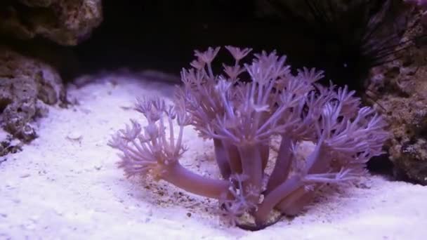 Violet anemone on bottom of marine aquarium — Stock Video