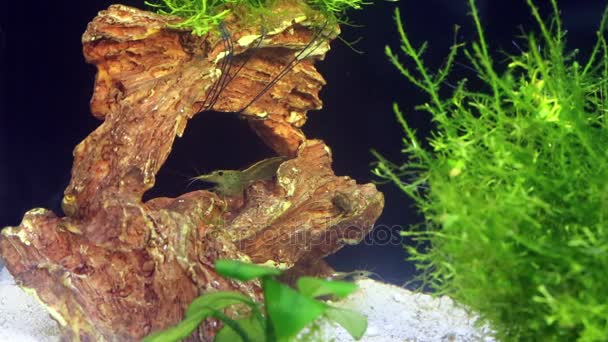Zielonkawy krewetek w dolnej części akwarium — Wideo stockowe