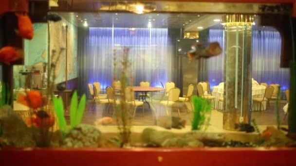 Большой аквариум с рыбами — стоковое видео
