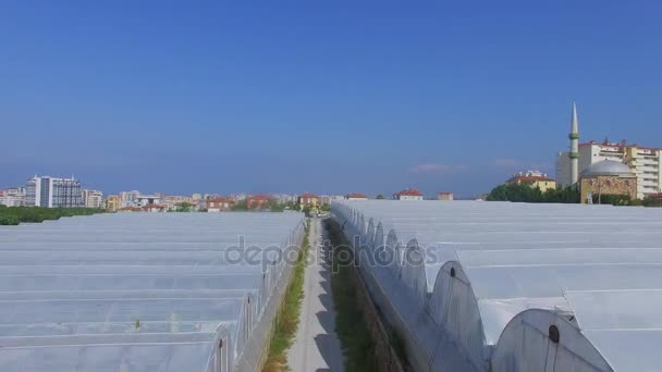 Invernaderos en el sur de la ciudad en el día de verano — Vídeos de Stock