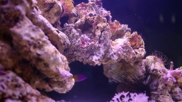 Риби і безхребетні тварини на коралі в акваріумі — стокове відео