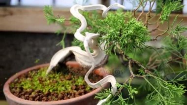 Bonsai Mazı (bitki) ağacı kabuğu sera, tencerede olmadan eğri gövde ile.