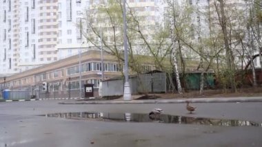 İki ördek yanında bir su birikintisi bir konut, bahçesinde inşa ediyoruz