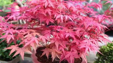 Bonsai kırmızı akçaağaç ağaç sera parlak yaprakları ile.