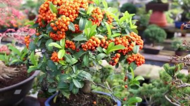 Bonsai ağacı gür yeşil arasında birçok turuncu meyveler ile taç yaprakları.