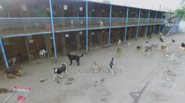 Hayvan Hastanesi ile sonbahar günü, birçok sokak köpeği. Havadan görünümü