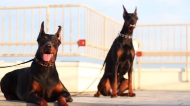 Yalan ve Dobermans konut çatı üzerinde oturan bina