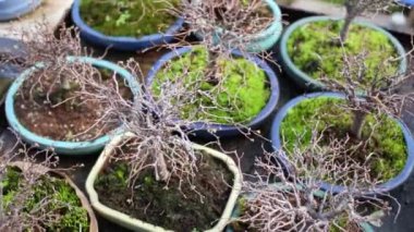 Sera, rafta tencere yaprakları olmadan birçok bonsai ağaçlar.