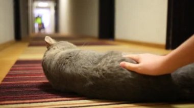 Kızgın Gri kedi yalanlar üzerine halı ve çocuk elini okşadı