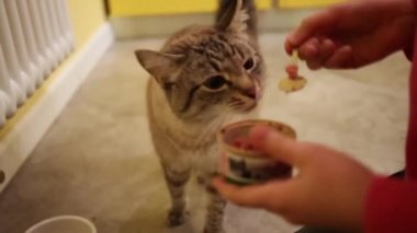 Veren eller kızlar küçük kavanoz ve kaşık kediyi besle.