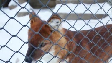 Güzel Kızıl Tilki üzerinden net görünüyor ve kafes içinde hayvanat bahçesinde kış kaçar