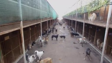 Moskova - 06 Ekim 2015: Köpekler çoğu hastanesinde kafesleri satır içeren sonbahar gününde. Havadan görünümü