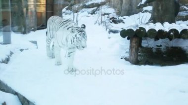 Güzel beyaz kaplan kafes arkasında cam hayvanat bahçesinde karda devam ediyor