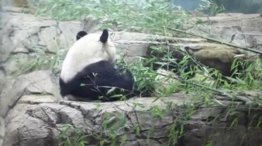 ABD, Washington - 28 Ağustos 2014: Dev Pandalar Smithsonian Ulusal Hayvanat Bahçesi'nde kayalık sığınak içinde Yeşil Bambu yemek.