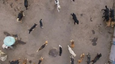 Hayvan Hastanesi ile sonbahar günü, sokak köpekleri çok. Havadan görünümü