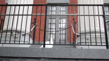 Beyaz tavus kuşu evin metal ızgara çitin arkasında taş merdiven üzerinde.