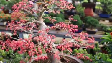 Yeni genç yapraklar açılmasıyla kırmızı akçaağaç bonsai ağacı.