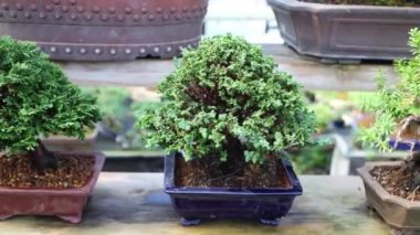 Mazı bonsai ağaçlar tencere sera, rafta.
