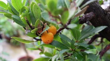 Bonsai ağacı gür yeşil arasında iki turuncu meyveler ile taç yaprakları.