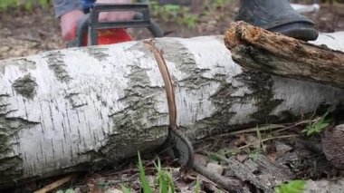 Adam biter yerde yatan kalın huş ağacı gövde kesme