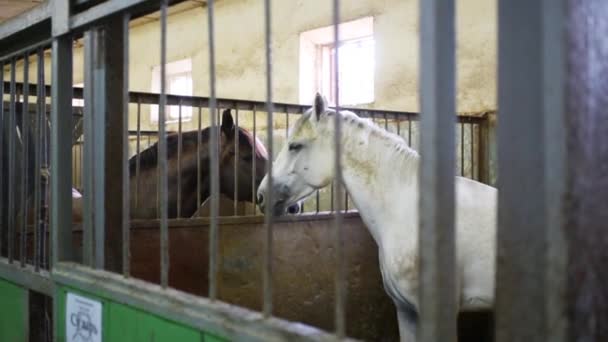 Dois Cavalos Acariciam Outro Barracas Com Treliças Fazenda Cavalos Texto — Vídeo de Stock