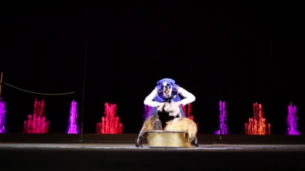 Moscow Rússia Dec 2014 Domador Animais Fêmea Lava Cachorro Palco — Vídeo de Stock