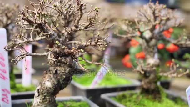 Bonsai Elm Tree Med Knoppar Grenarna Växthus — Stockvideo