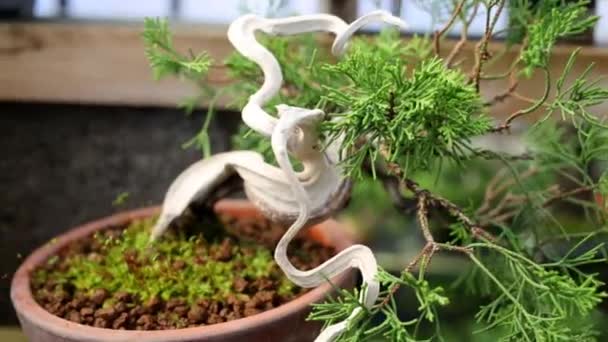 Bonsai Thuja Tree Curved Trunk Bark Pot Greenhouse — Stock Video