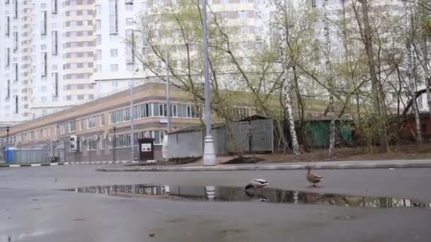 建物の住宅の庭に水たまりの横の 羽のカモ — ストック動画