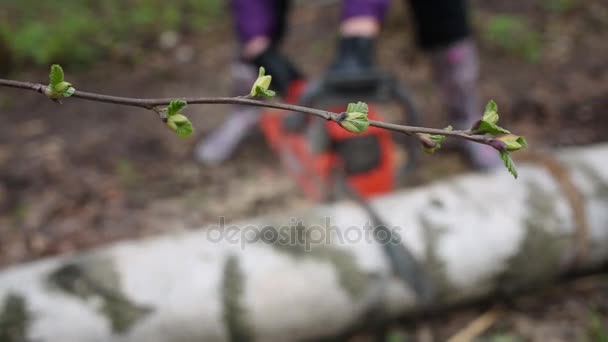树枝与年轻的叶子在一个女人谁是锯木的背景 — 图库视频影像