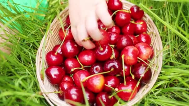 Cesta Con Cerezas Rojas Húmedas Mano Niño Toma Baya Hierba — Vídeo de stock