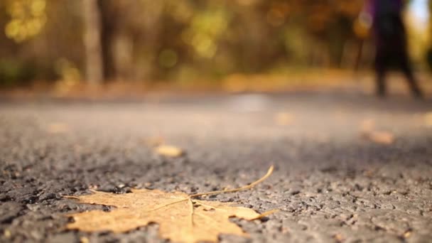 在秋天森林的小径上覆盖着黄叶和轮滑运动员 — 图库视频影像